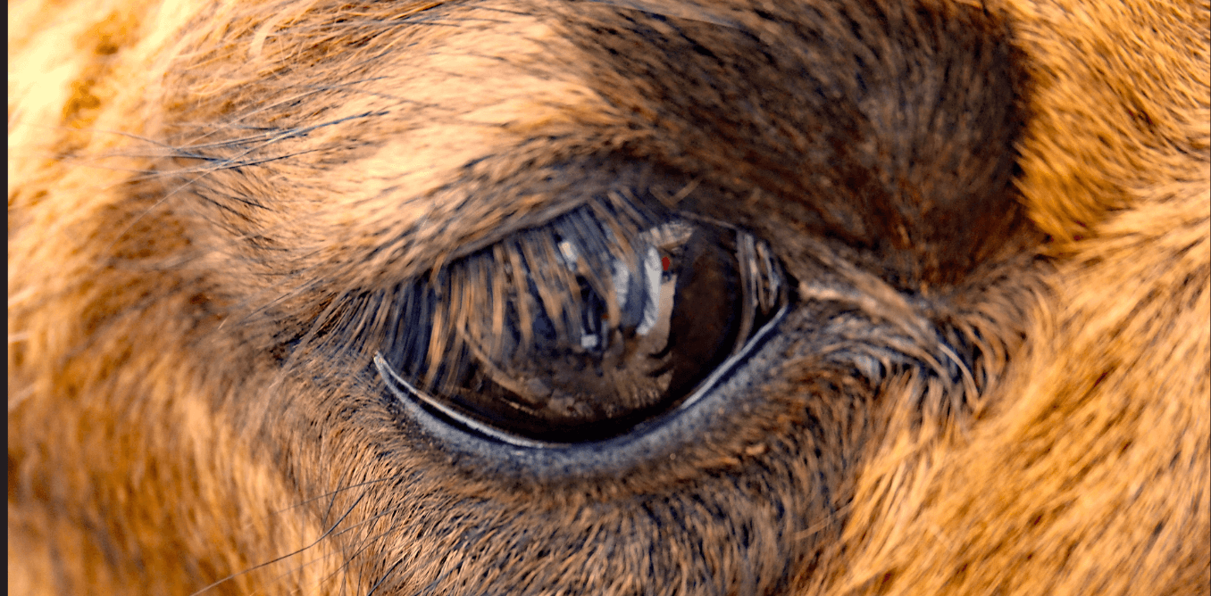 Facts about camels - Eyelids