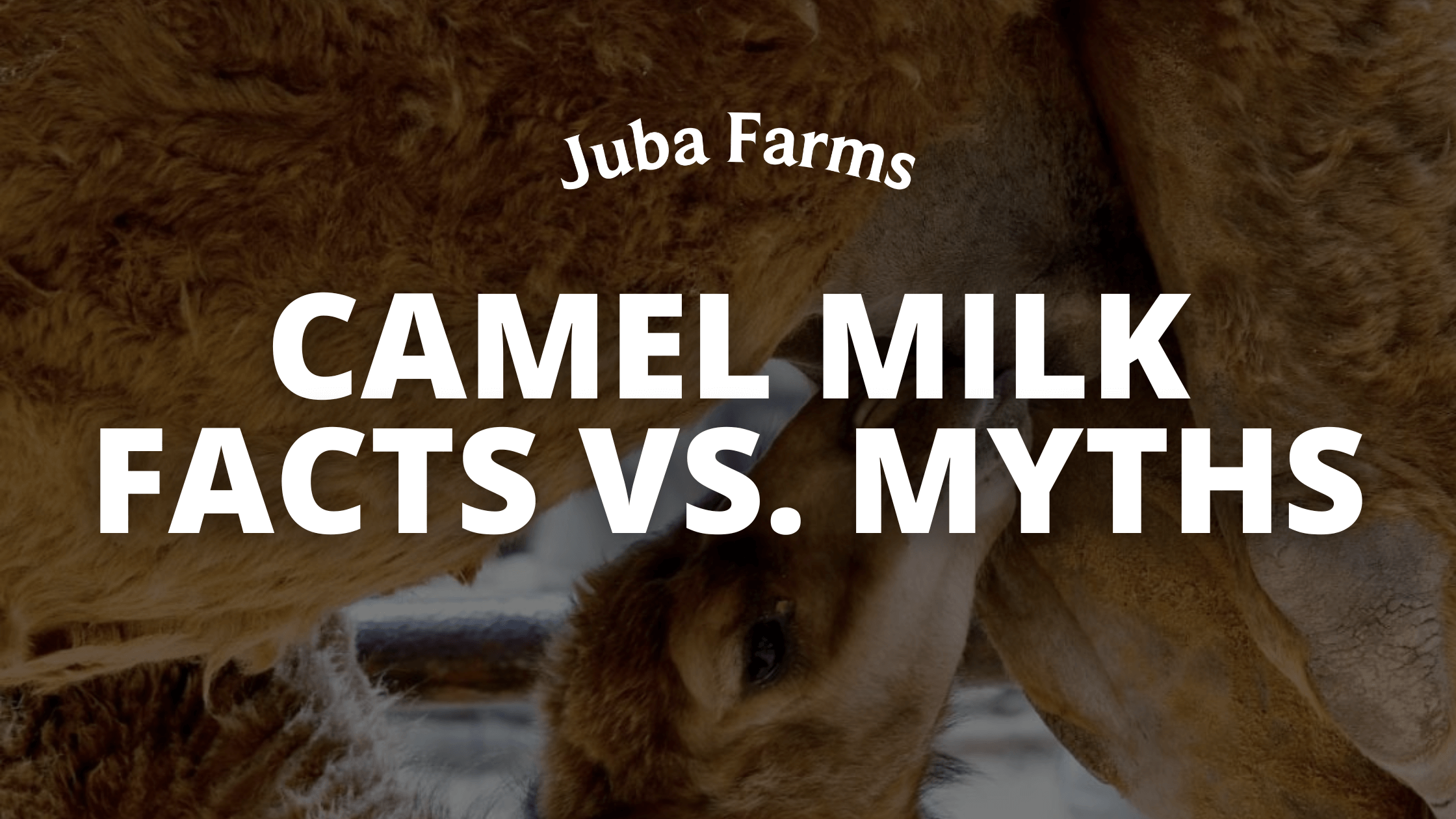 Camel Milk Facts vs. Myths