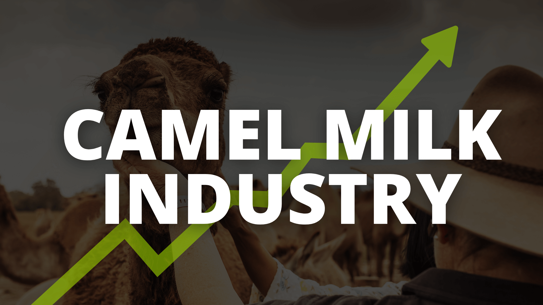 Camel milk Industry