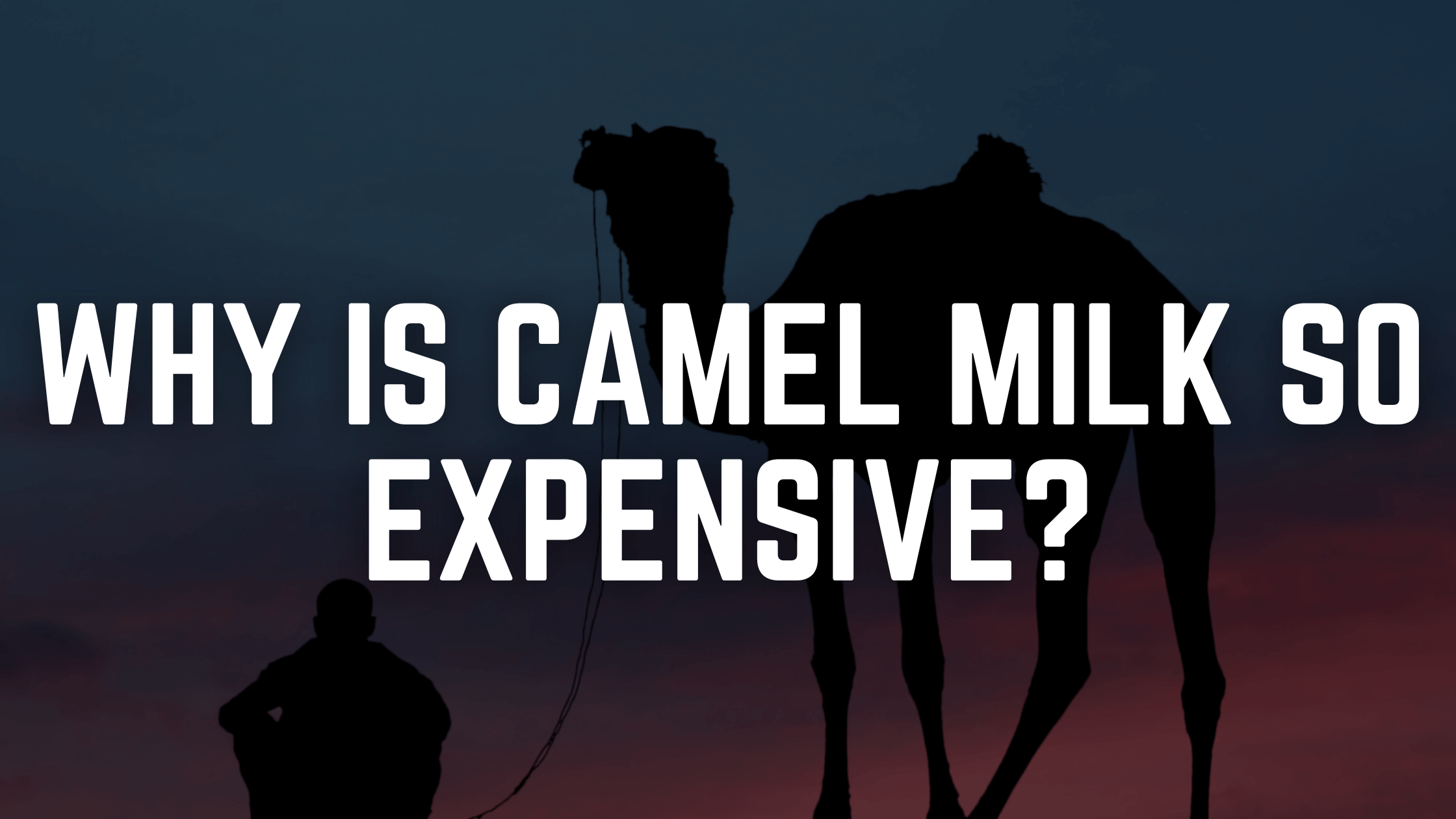 Why is camel milk so expensive?