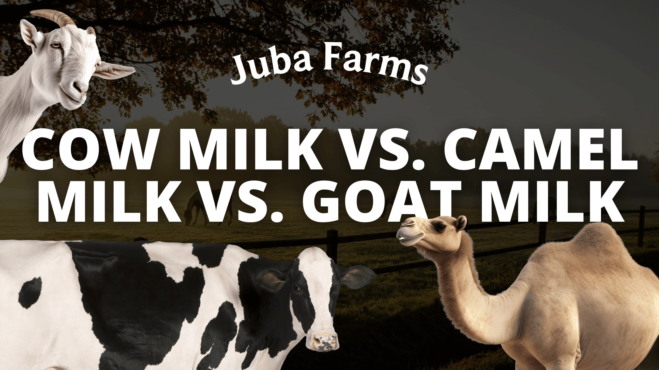 Cow Milk vs. Camel Milk vs. Goat Milk: Which is the Best Choice?