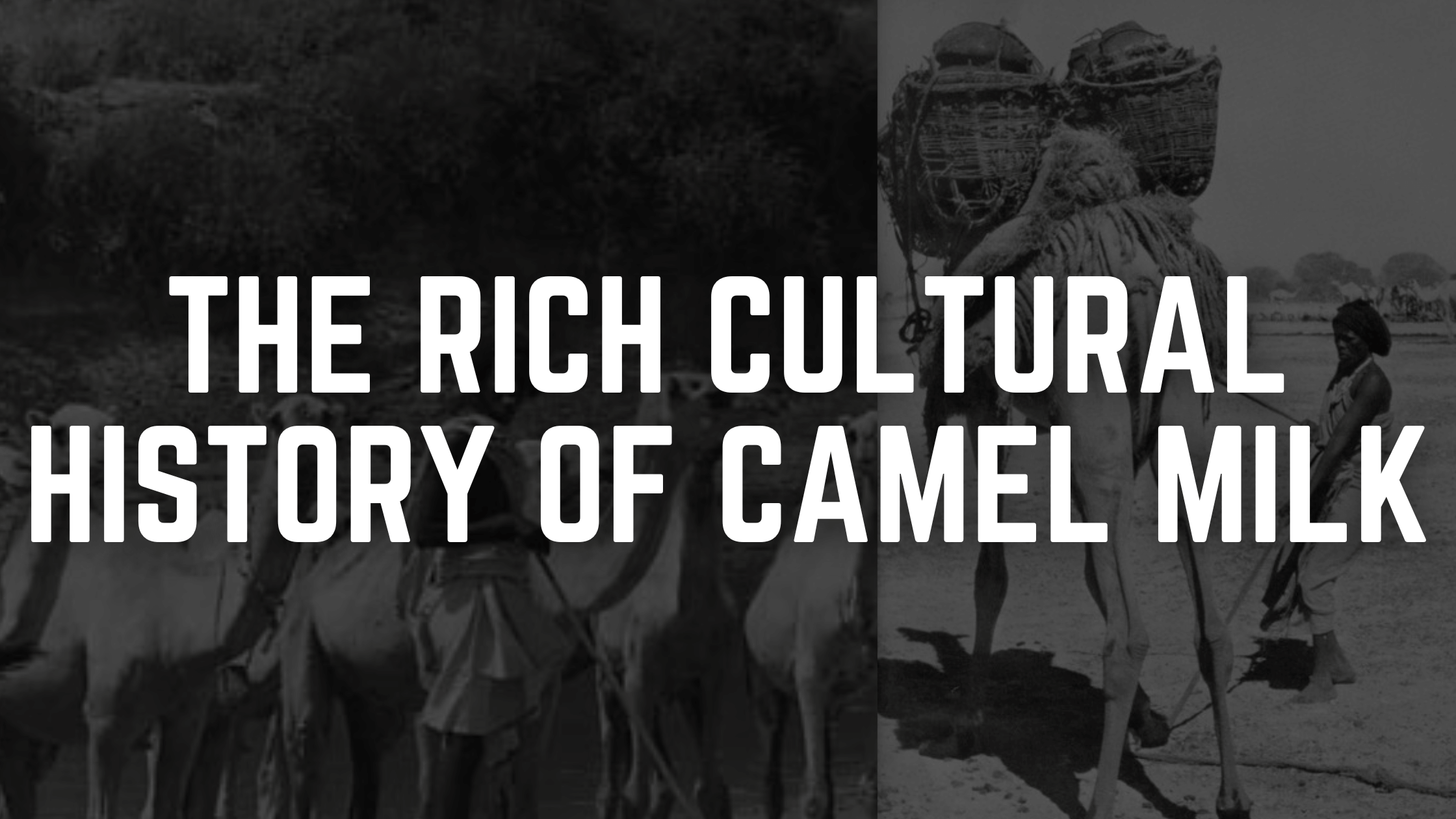 The Rich Cultural History of Camel Milk