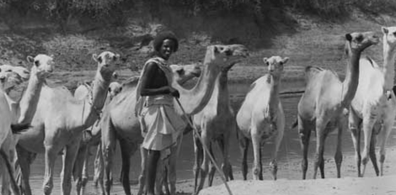 Camel milk somali nomad herding