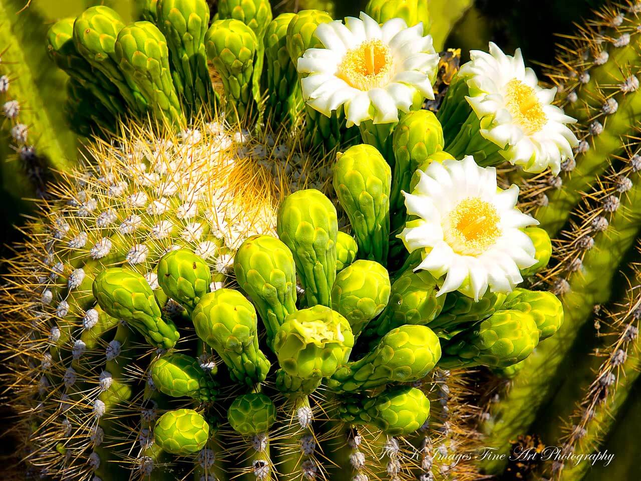 Saguaro cactus Flowers