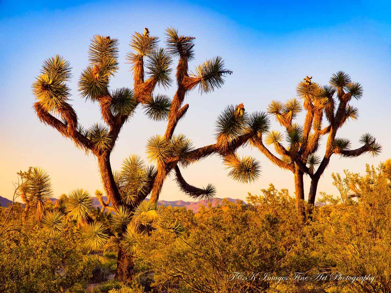 Joshua Tree Sunset - Joshua Forest Scenic Road Arizona