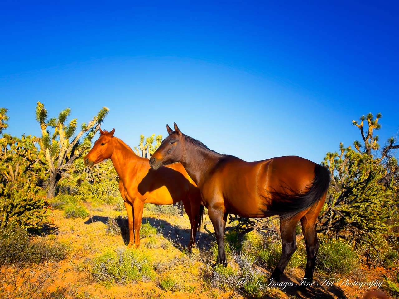 Sorrel and Bay Beauty - Joshua Forest Scenic Road Arizona