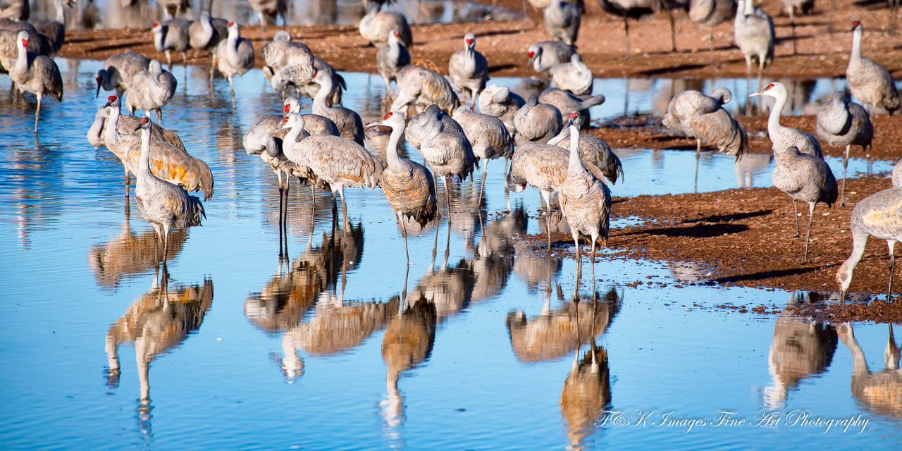 Group of Sandhill Cranes