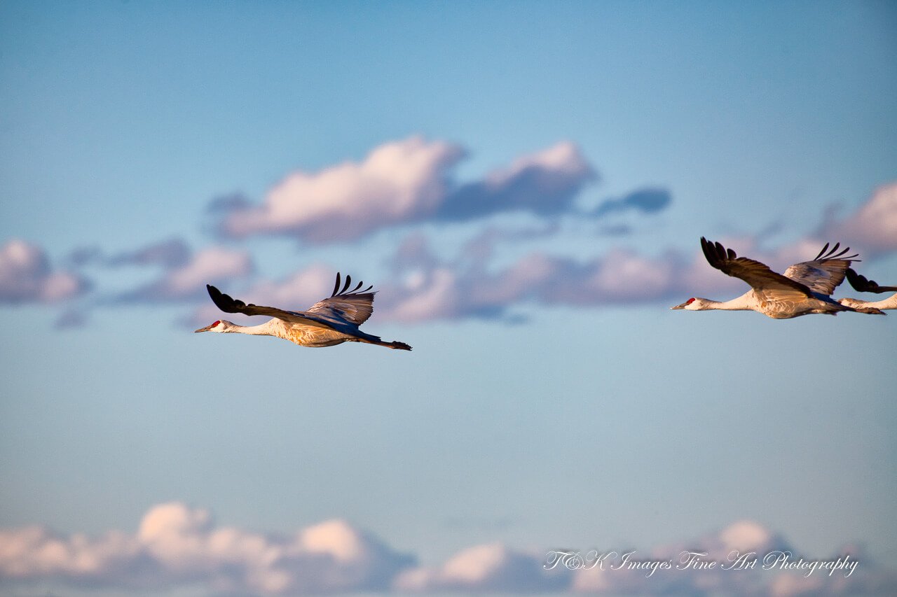 Sandhill Cranes in Flight