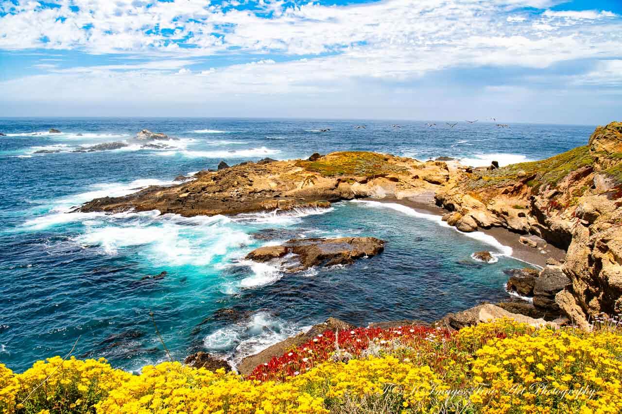 Sea Lion Cove - Point Lobos Reserve