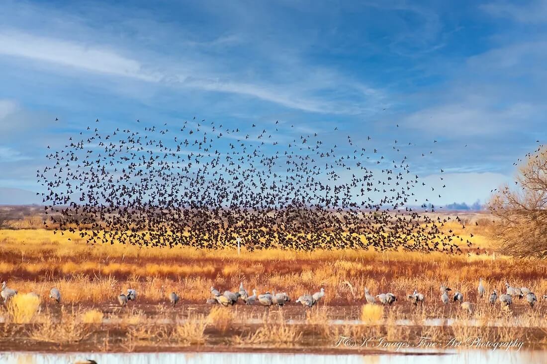 A Blackbird Cloud