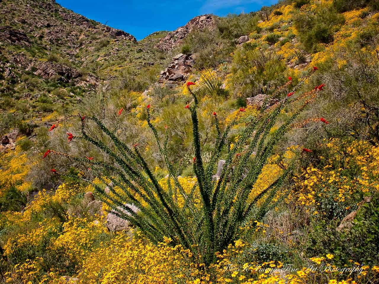 Ocotillos and Hummingbirds: A Unique Partnership in the Desert