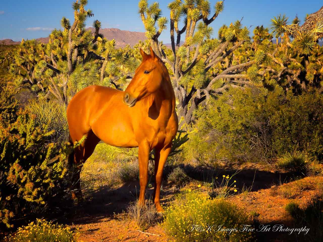 Sorrel Beauty in Joshua Forest