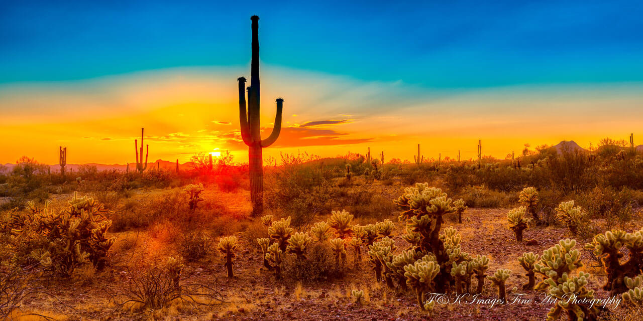 Saguaro Sunset Panoramic