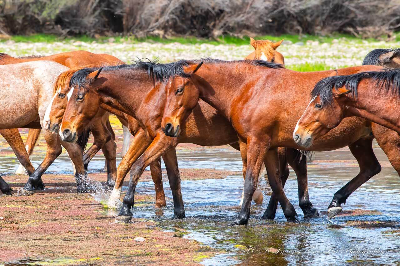 String of Salt River Wild Horses