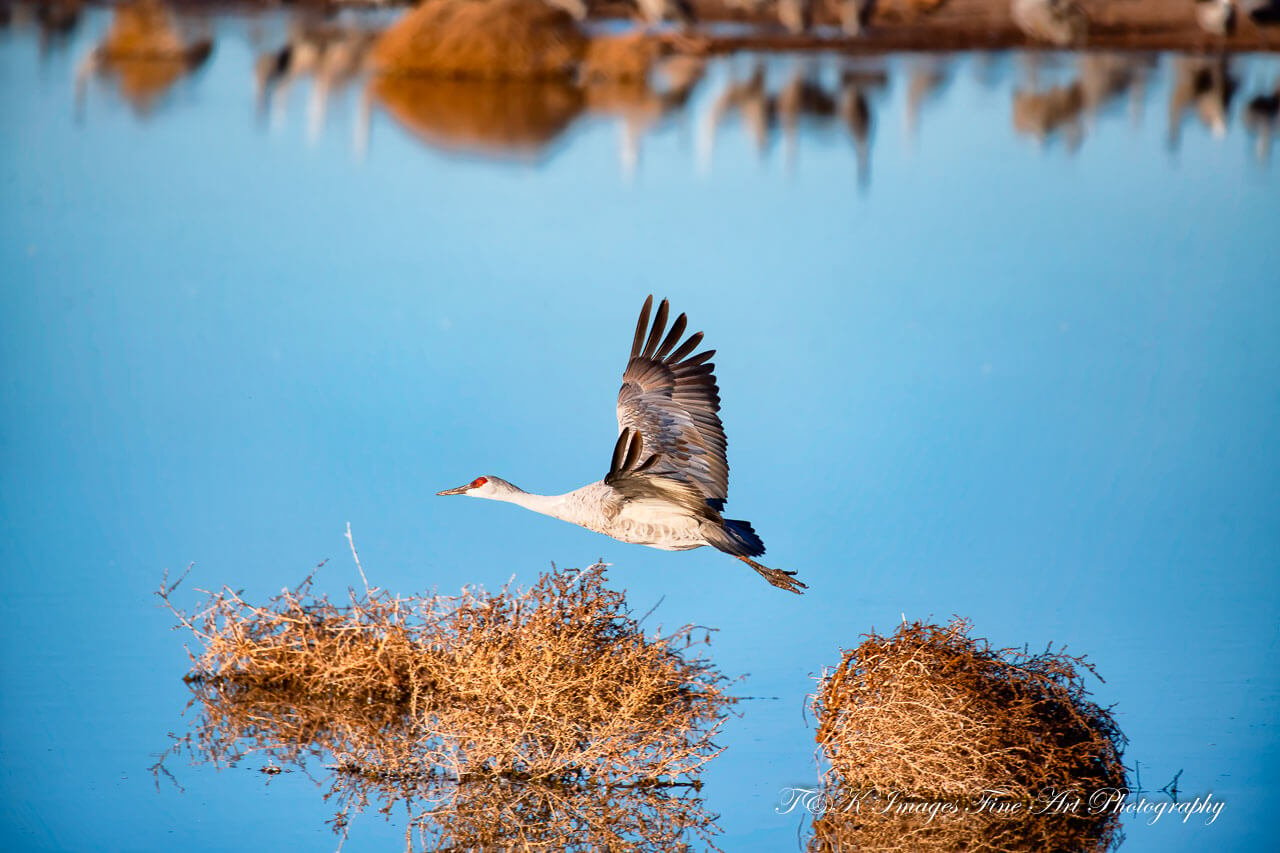 Sandhill Crane In Flight