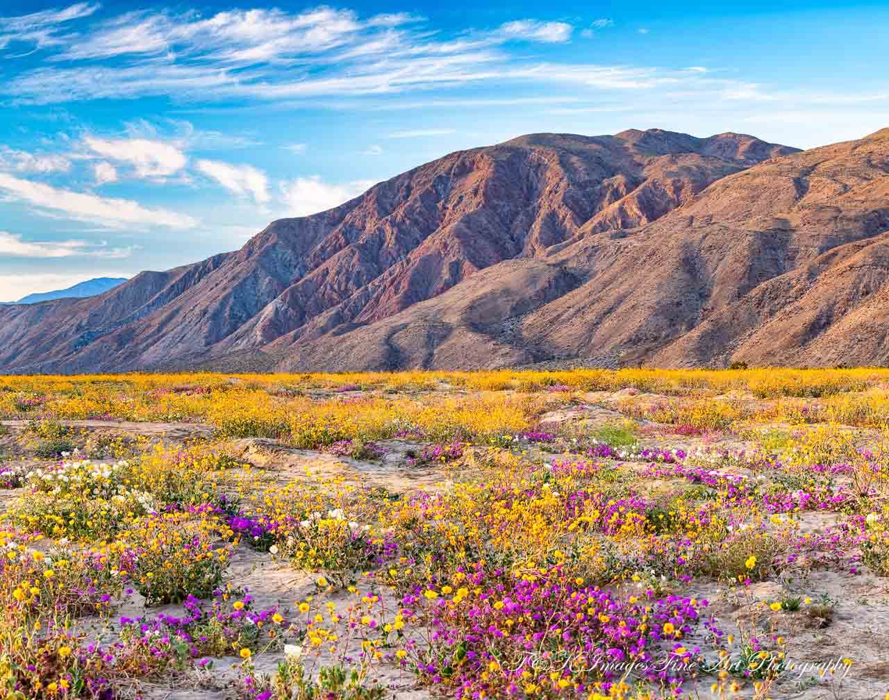 Anza Borrego State Park - Wild Flower Sunset