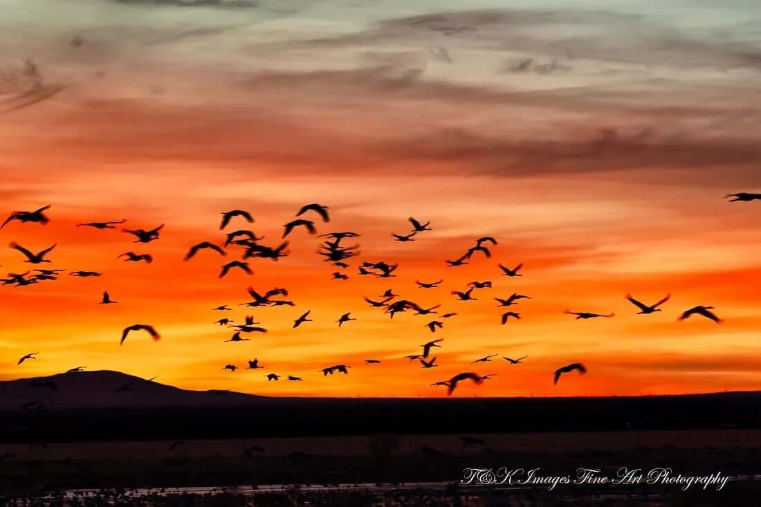 Sandhill Cranes Arriving