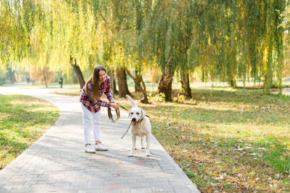 Why First Aid Knowledge Is Essential for Dog Park Visits