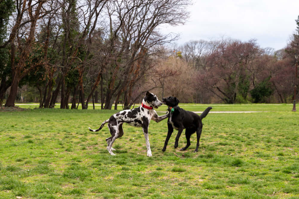 How to Recognize and Avoid Aggressive Behavior at the Dog Park