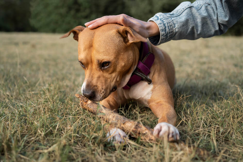 Broken Bones in Dogs: First Aid Tips Before You Get to the Vet