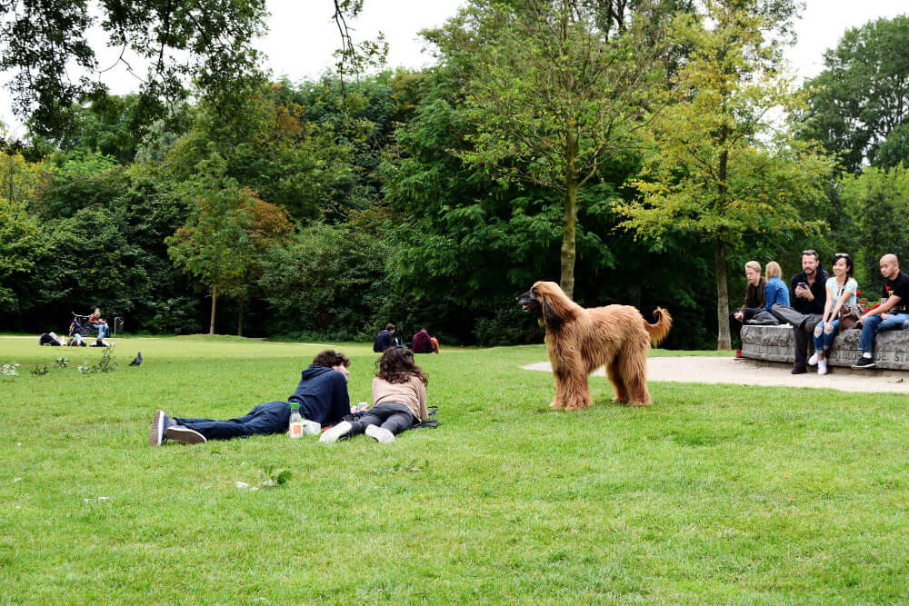 Dog Park Etiquette: Do’s and Don’ts for Pet Owners