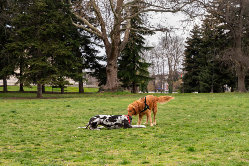 10 Essential Dog Park Safety Tips Every Pet Owner Should Know