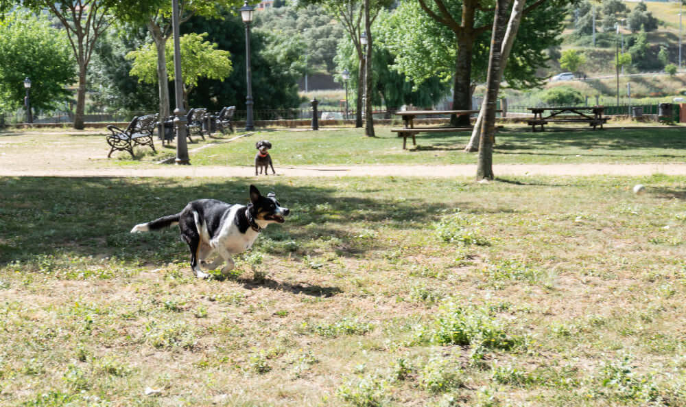 How to Choose the Right Dog Parks for Your Furry Friend