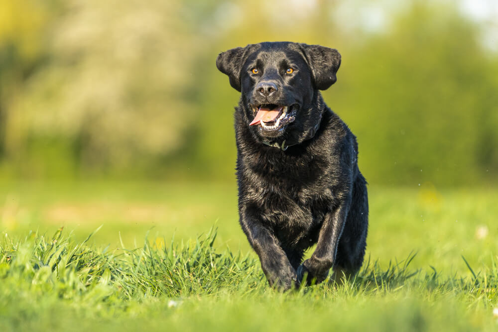 How to Stop Dog Bleeding in an Emergency