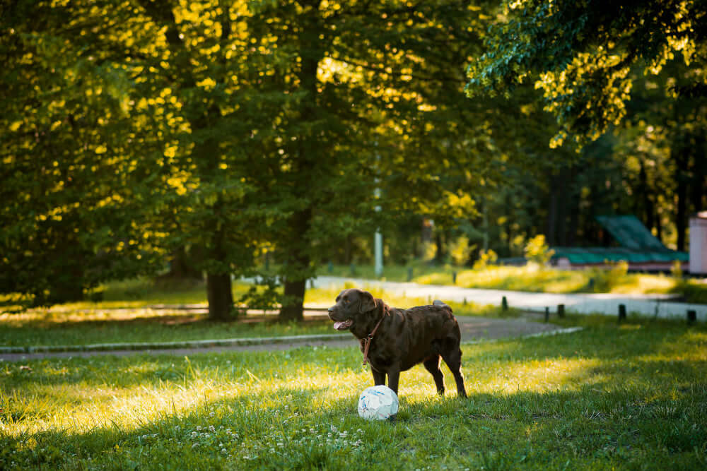 How to Prepare Your Dog for Their First Trip to the Dog Park