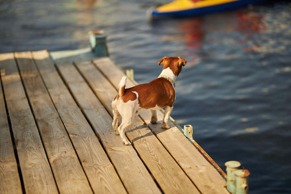 Boating Safety for Pet Owners: Tips for Bringing Your Furry Friends Aboard