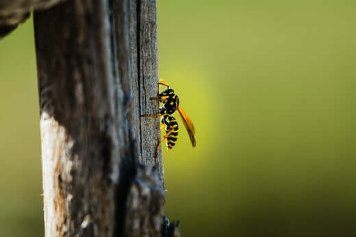 Preventing Wasp and Hornet Stings