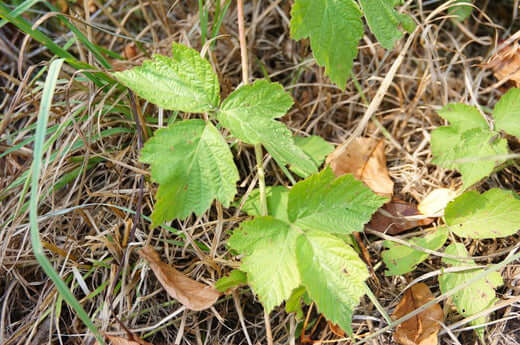 How to Identify and Treat Poison Ivy