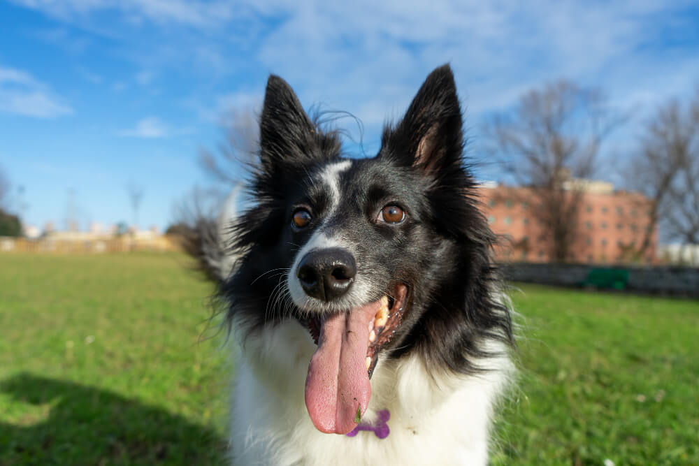 Dog CPR: A Step-by-Step Guide to Saving Your Pet’s Life