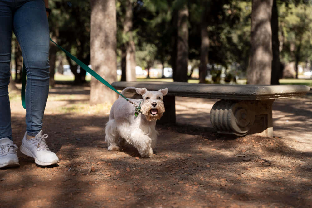 How Weather Impacts Safety at the Dog Park