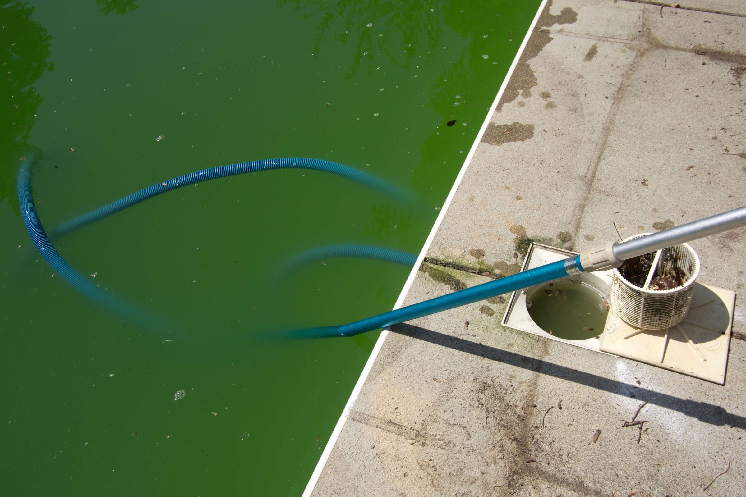 How Do You Kill Green and Mustard Algae in Your Pool?