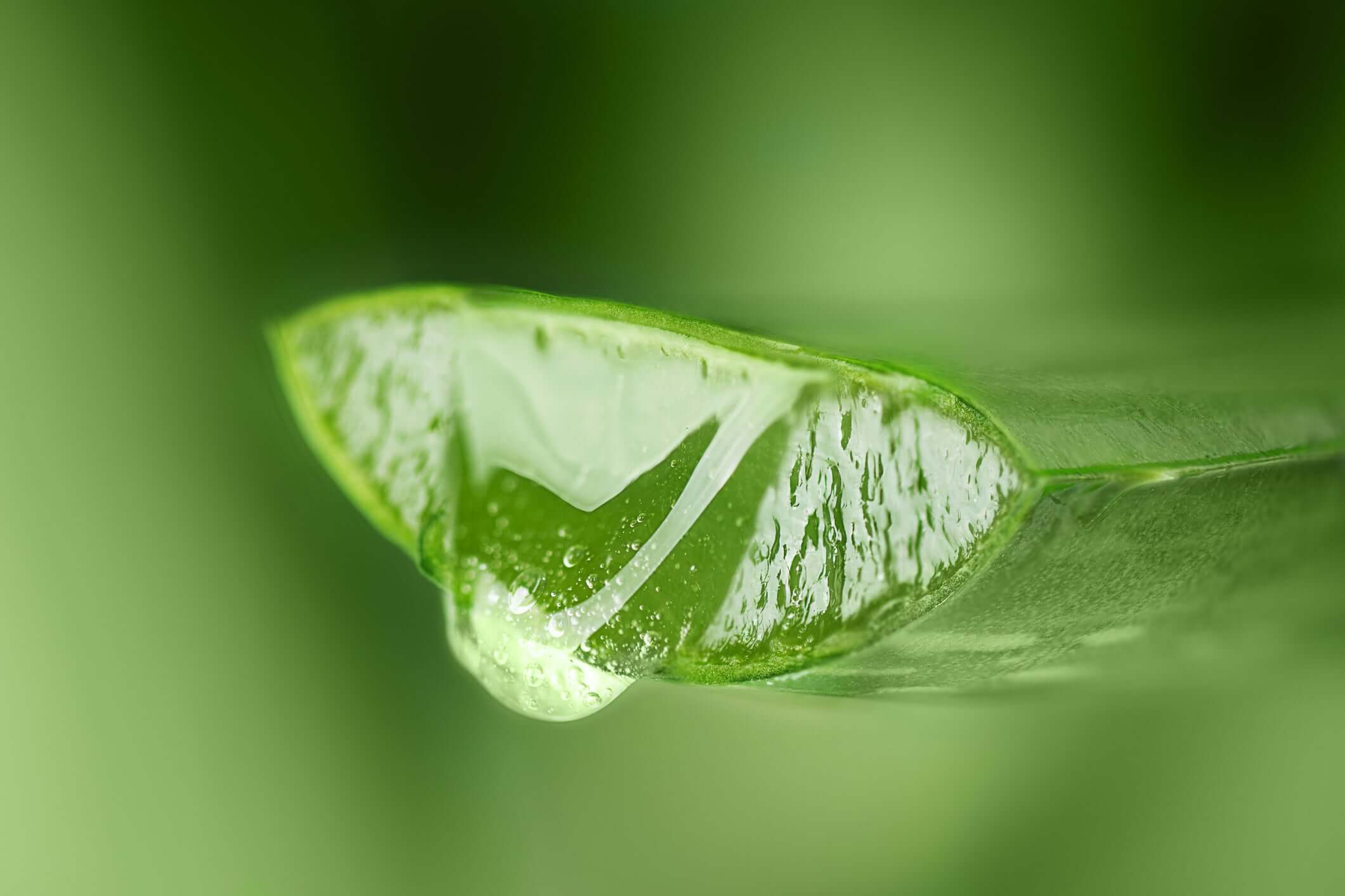 Stop Paying for Water in Your Skincare Discover the Benefits of Aloe-Based Products with SUGARMOON® Skincare