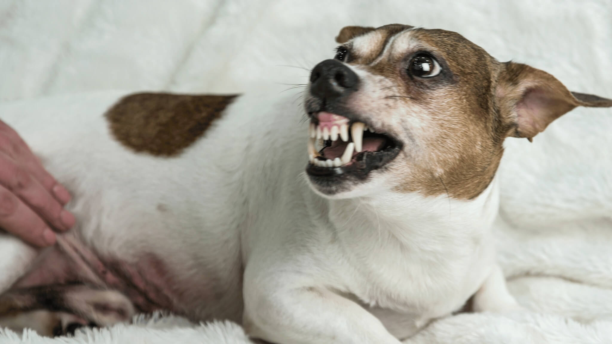 angry dog does not like to be petted by the person he does not like