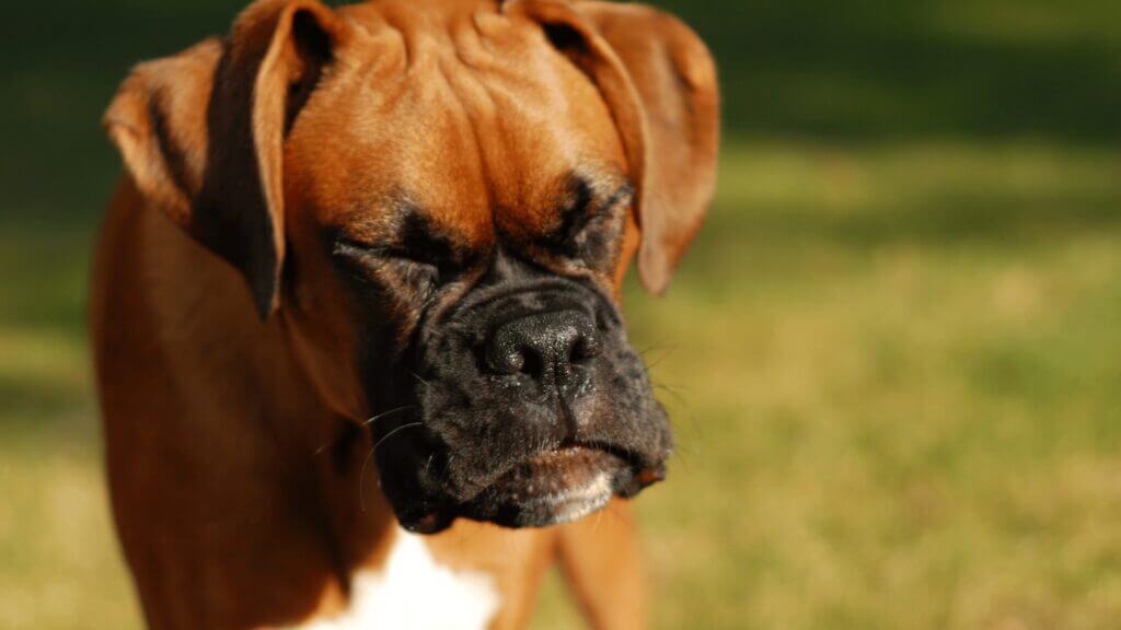 11 Reasons Dogs Cough Like They Have Something Stuck in Their Throat