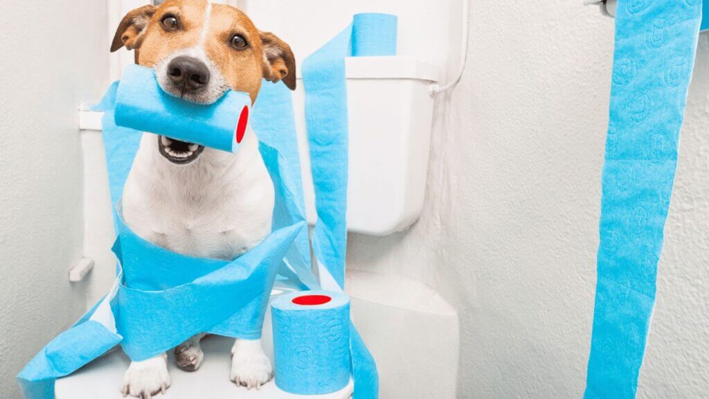 13 Causes of Green Dog Poop