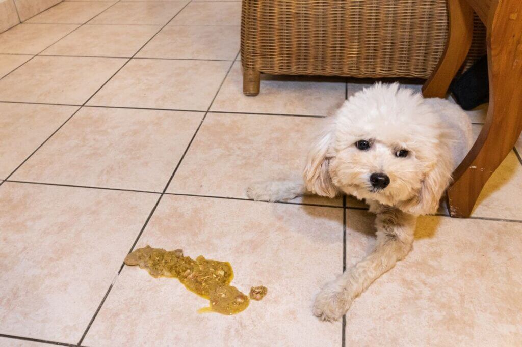 18 Most Common Reasons for Vomiting in Dogs After Eating