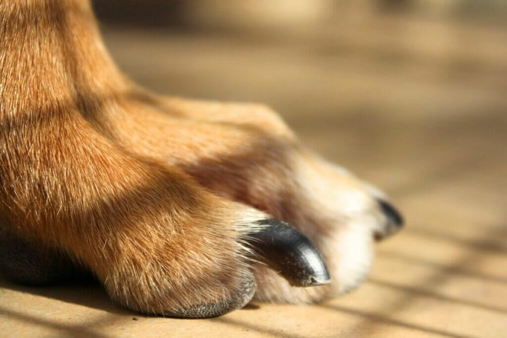 Other Dog’s Nail Disorders