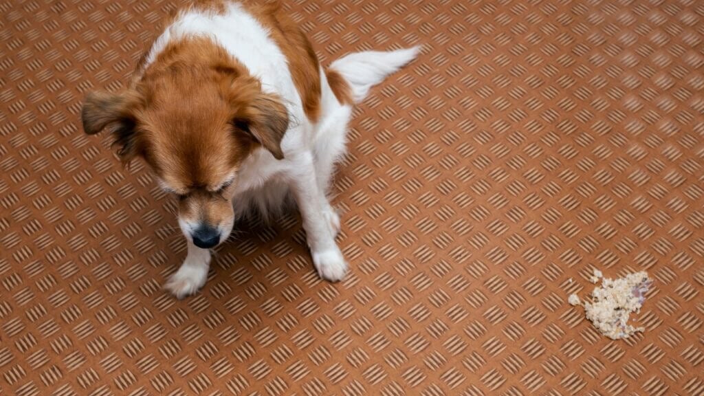 8 Signs and Symptoms to Watch Out For When Your Dog Is Vomiting After Eating