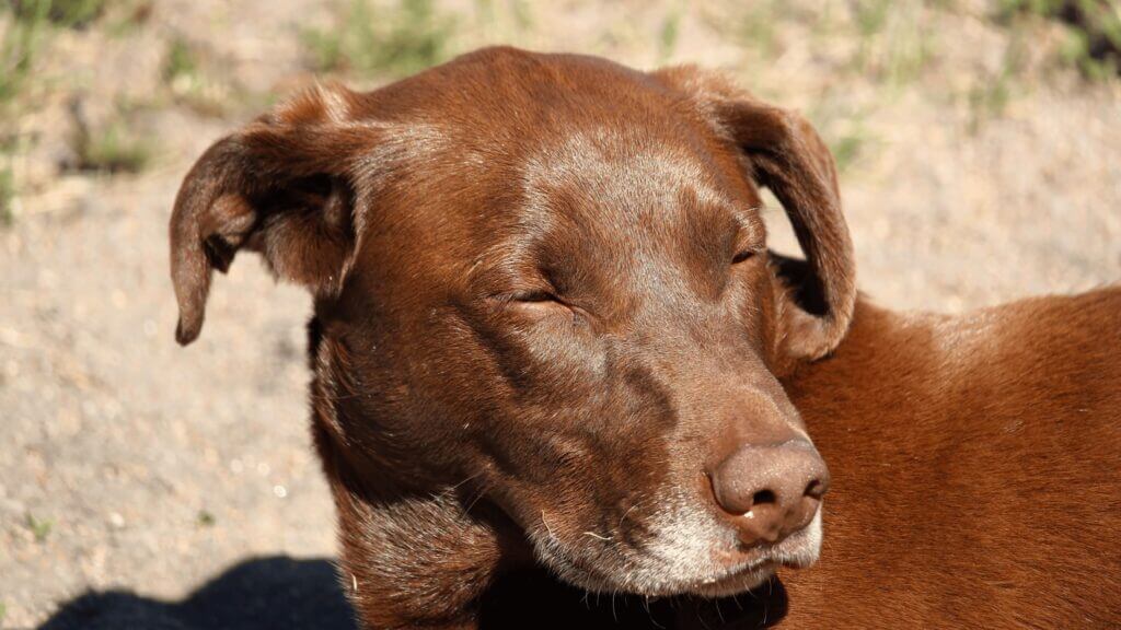 How long does a dog have a swollen face after an allergic reaction?