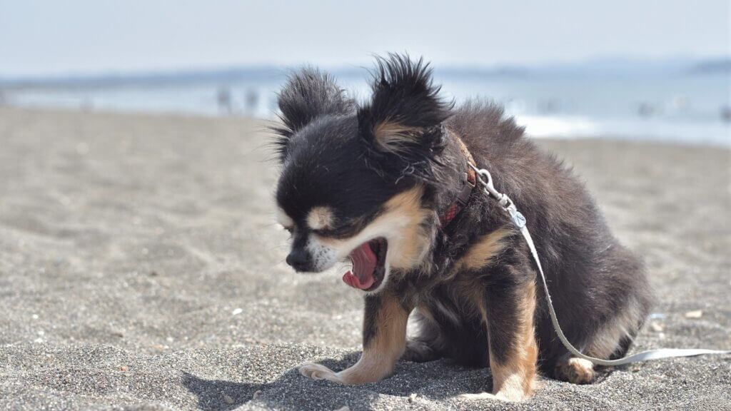 Other Symptoms of The Cough in Dogs