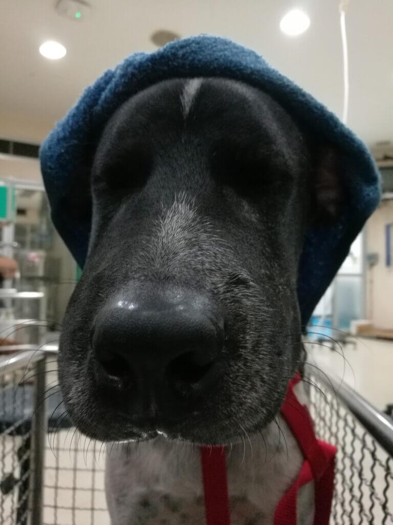 What Could Cause a Dog's Face to Swell