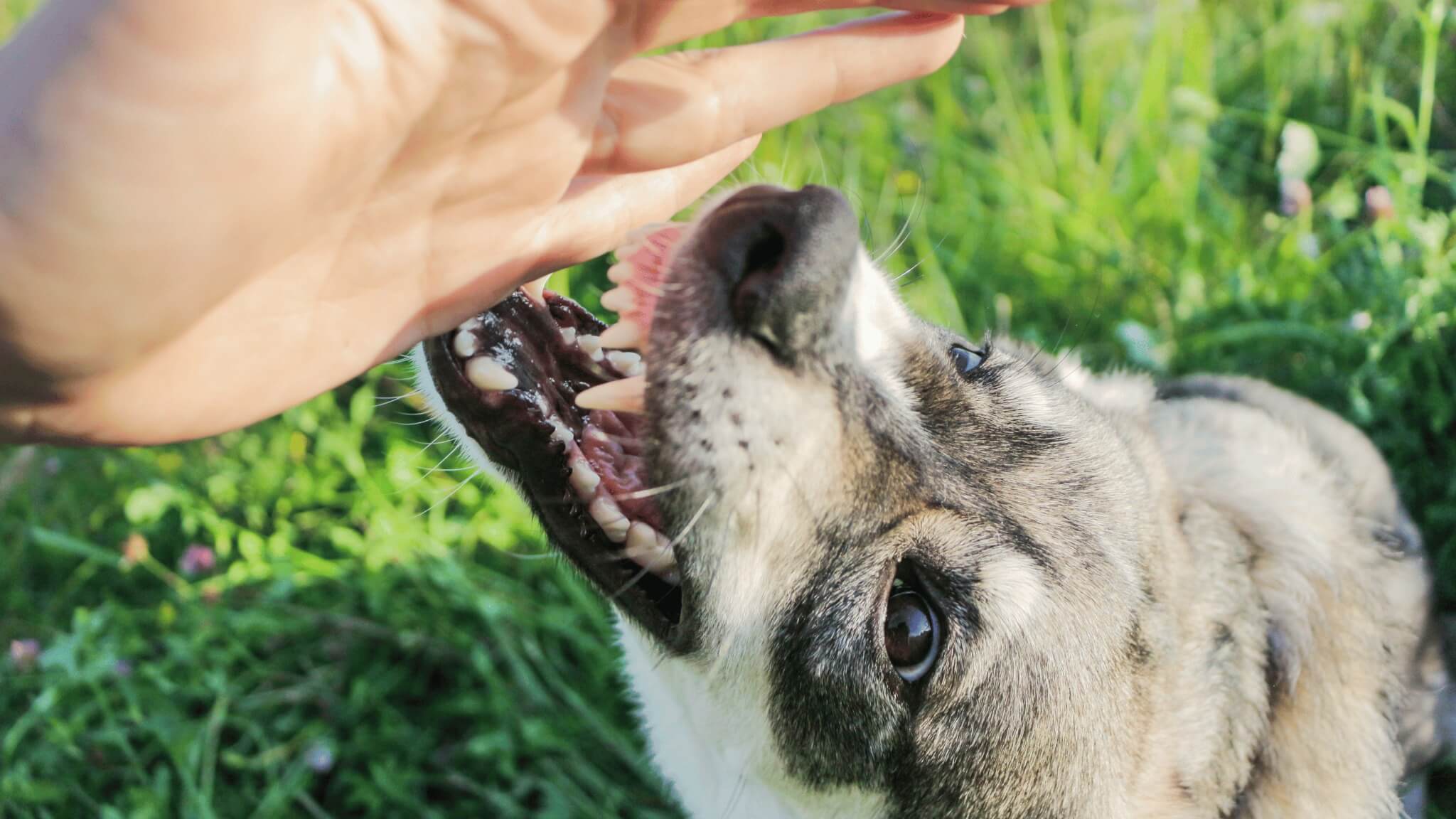 angry dog is about to bite hand of the person he dislikes