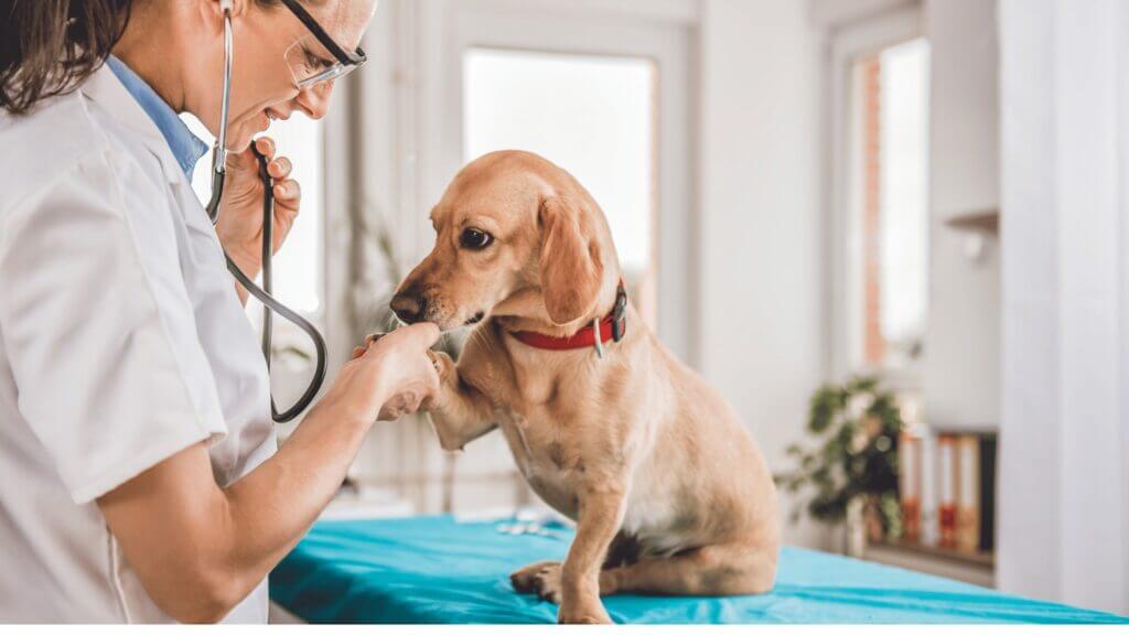 Why Does My Dog Sound Like He Has a Hairball But It’s Not Kennel Cough?