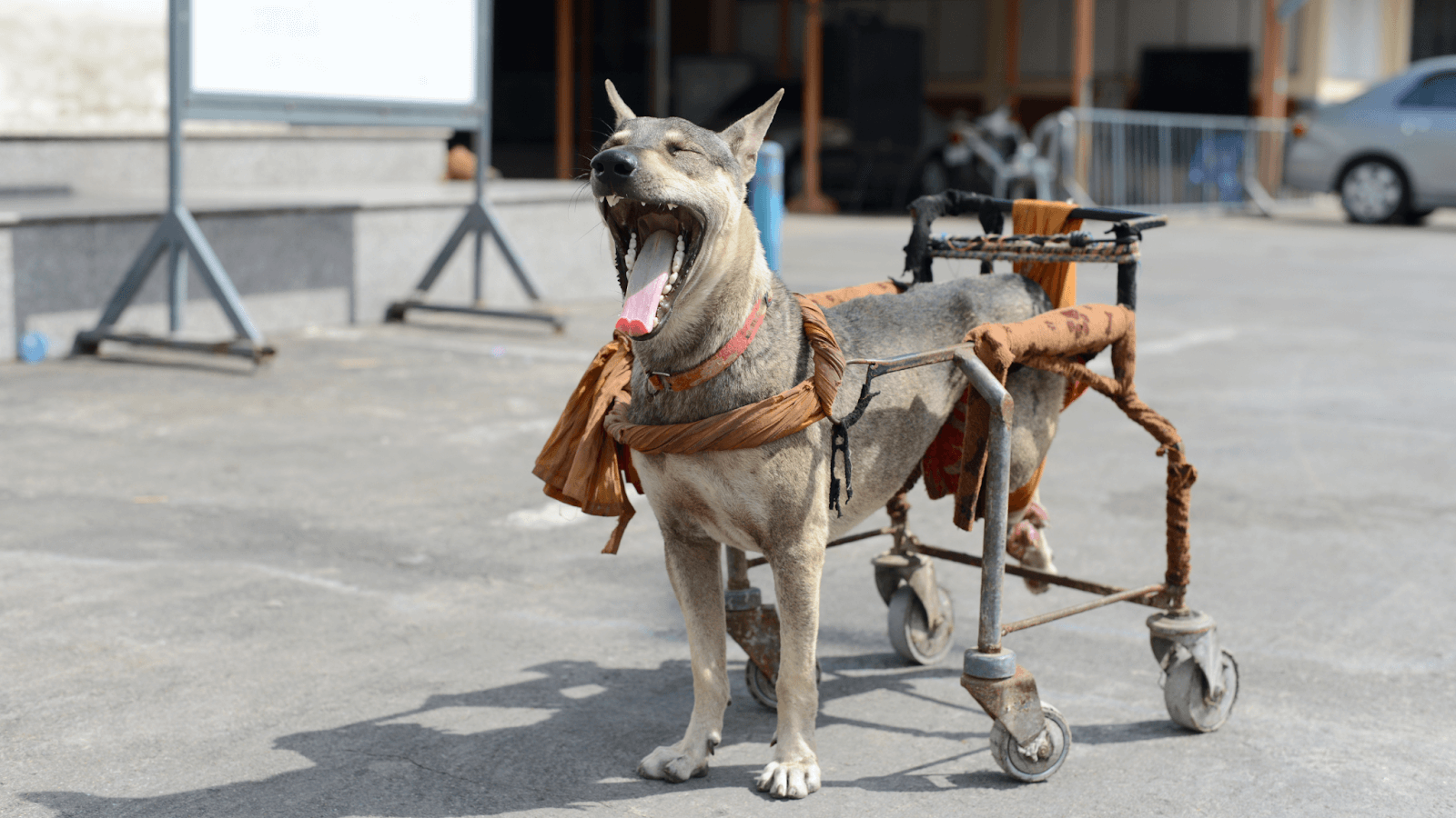 a dog with back legs giving out in wheelchair
