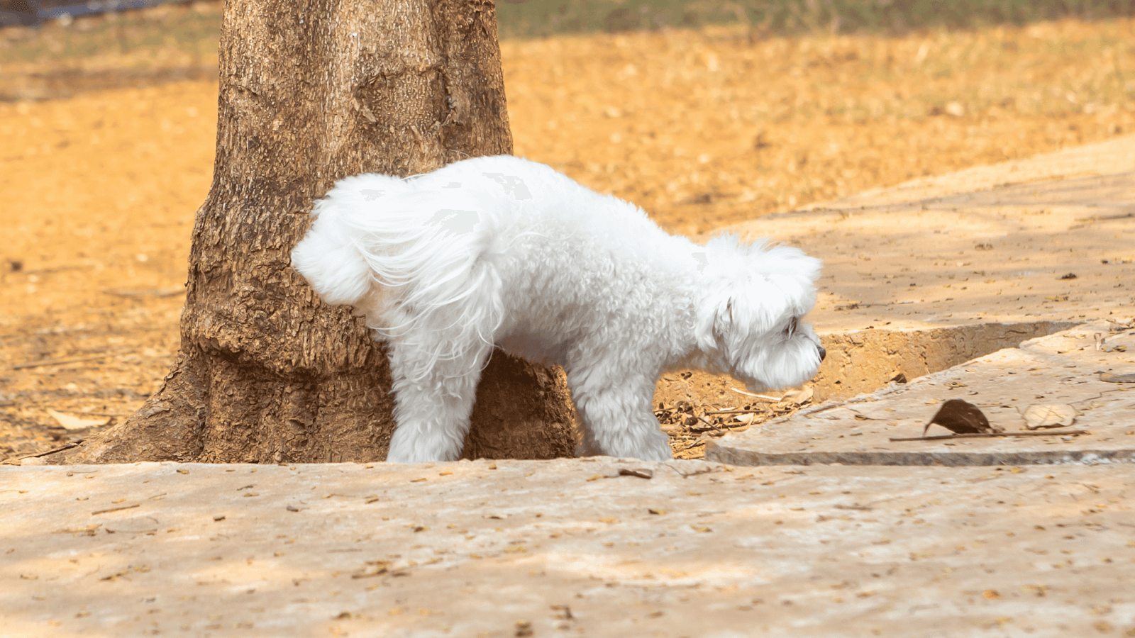 a white dog peeing on a tree; dog marking behaviour