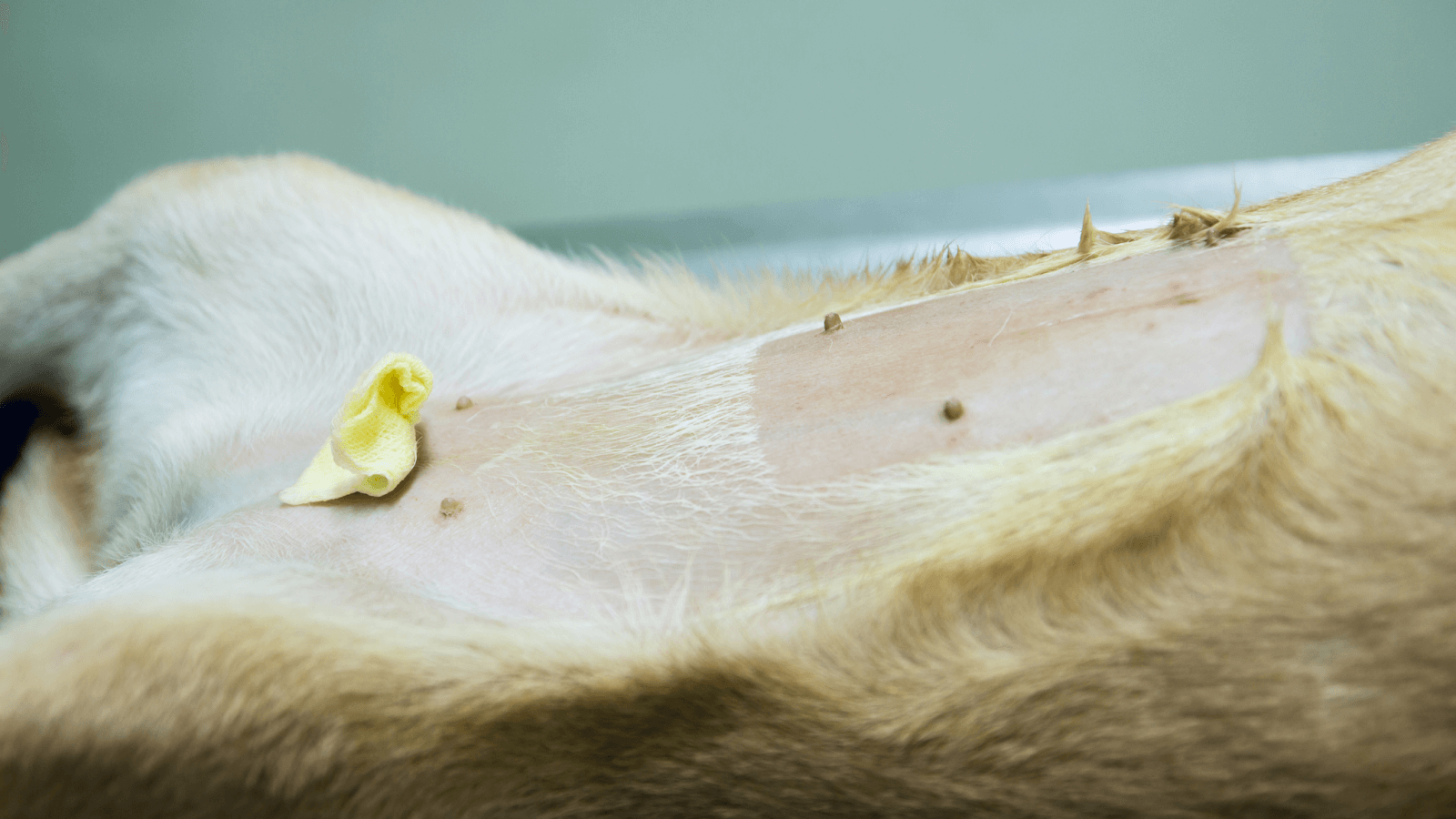 A dog with a shaved belly before spay surgery